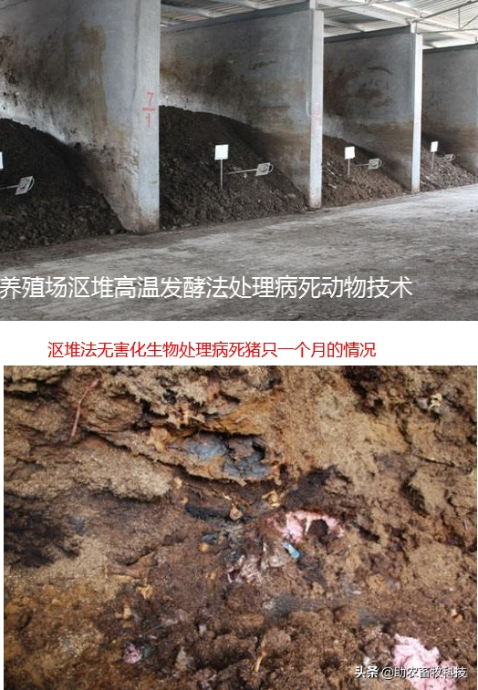 处理病死动物如何消除恶臭和加快分解