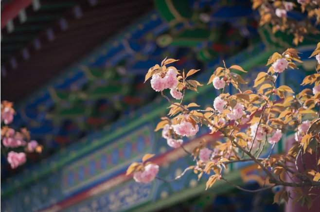 揭秘西北大学“超牛”学科，入选“双一流”，成果屡获全国关注