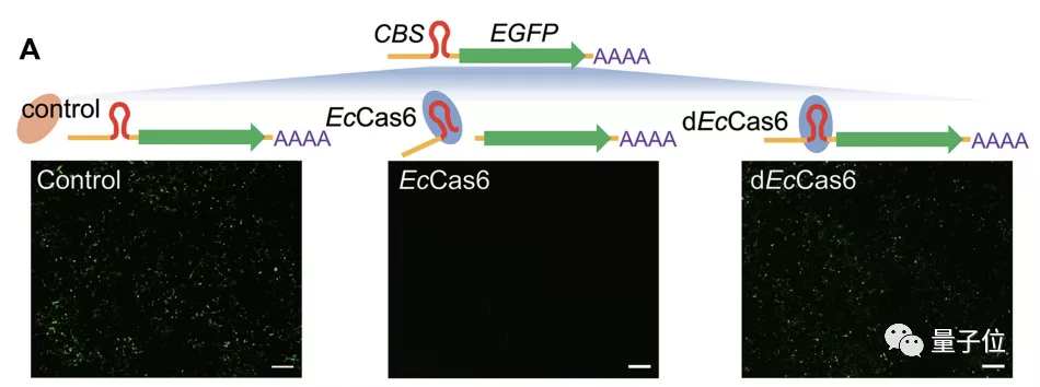 韩春雨，时隔六年再发高分论文