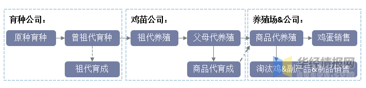 2021年中國蛋雞產(chǎn)業(yè)現(xiàn)狀及發(fā)展趨勢分析，祖代向全國供種富富有余