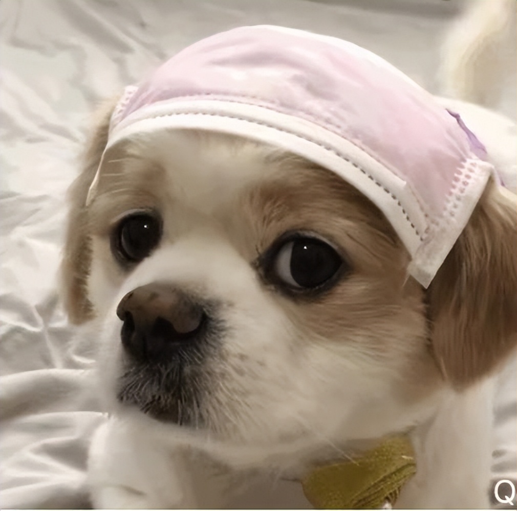 世界上狗狗千千万，“重名”的居然那么多