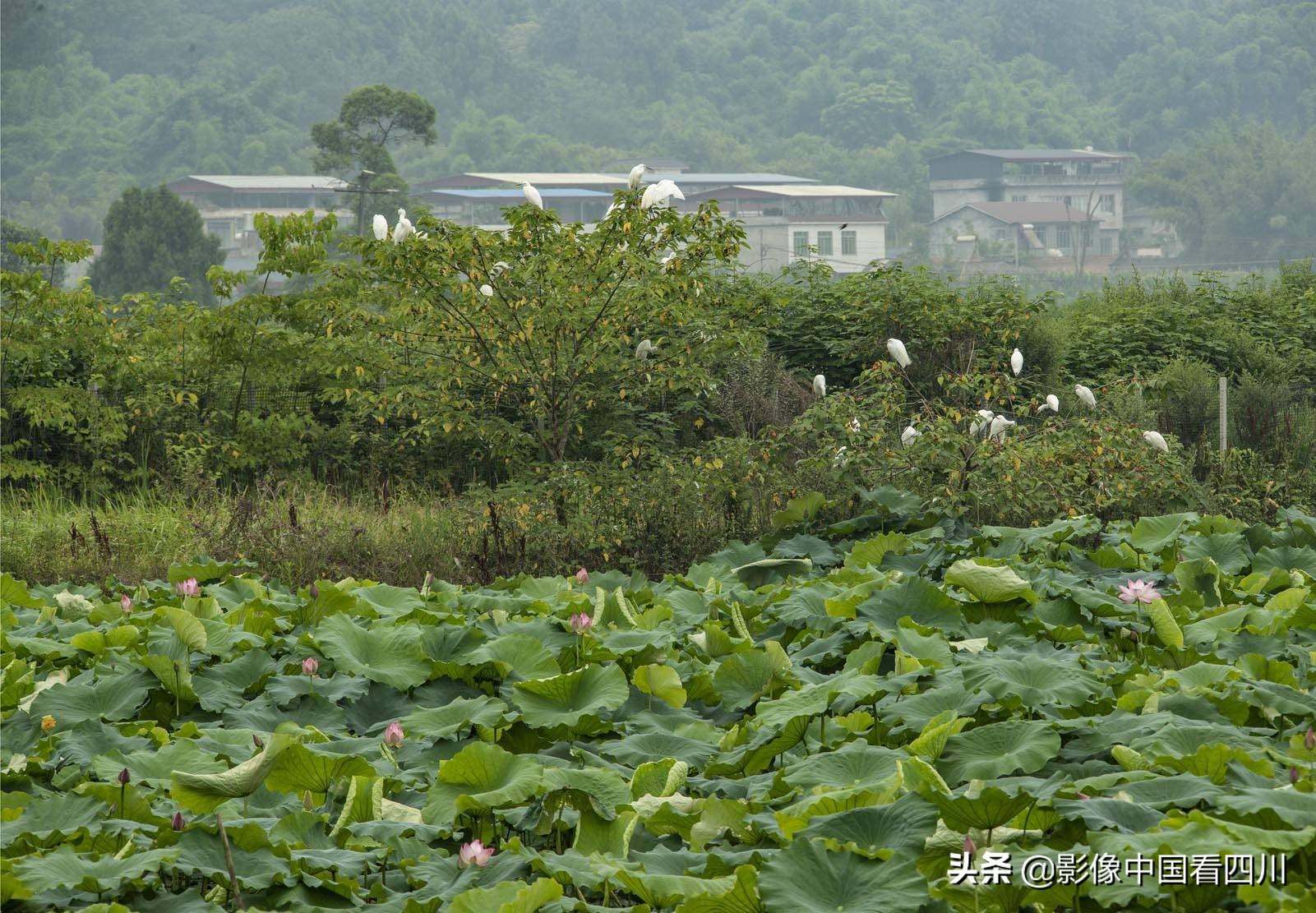 仁寿方家：映日荷花别样红