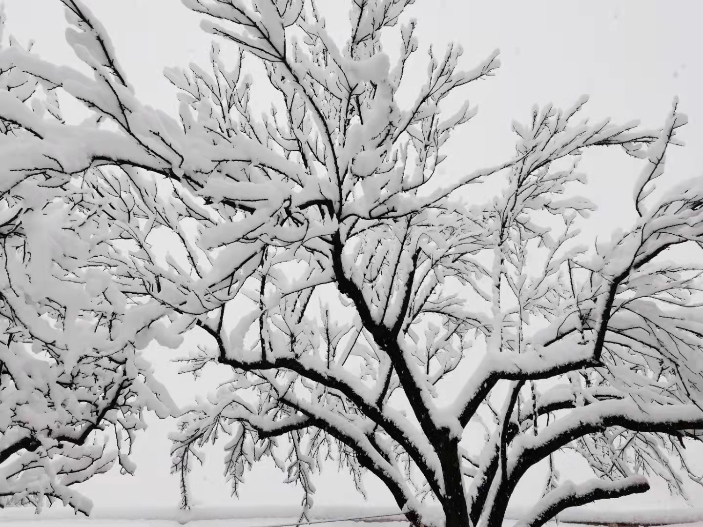 天气预报：云南省楚雄州大雪纷飞，什么时间会停歇，农谚怎么说？