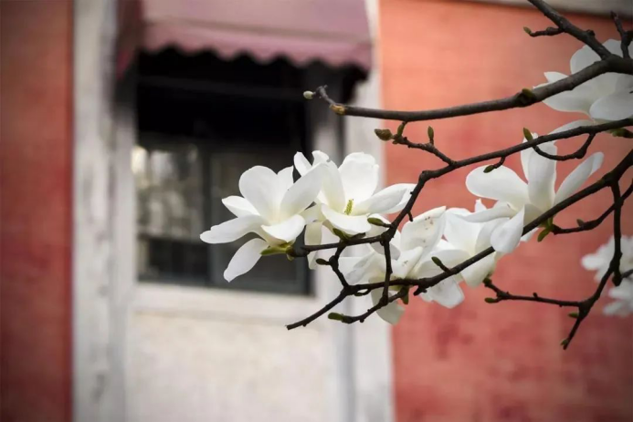 高清大图来袭！湖北高校“最美校花”新鲜出炉！颜值超高，惊艳众人！