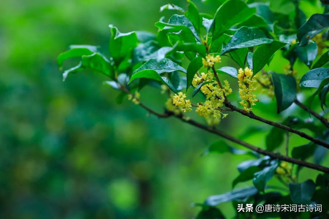 此时虽无声，但日月有声，风儿有声，花开花落皆有声