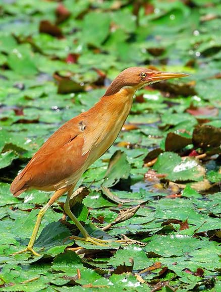 东江揽胜:天天相见不相识,和我一起认识鹭科鸟的分类与识别方法