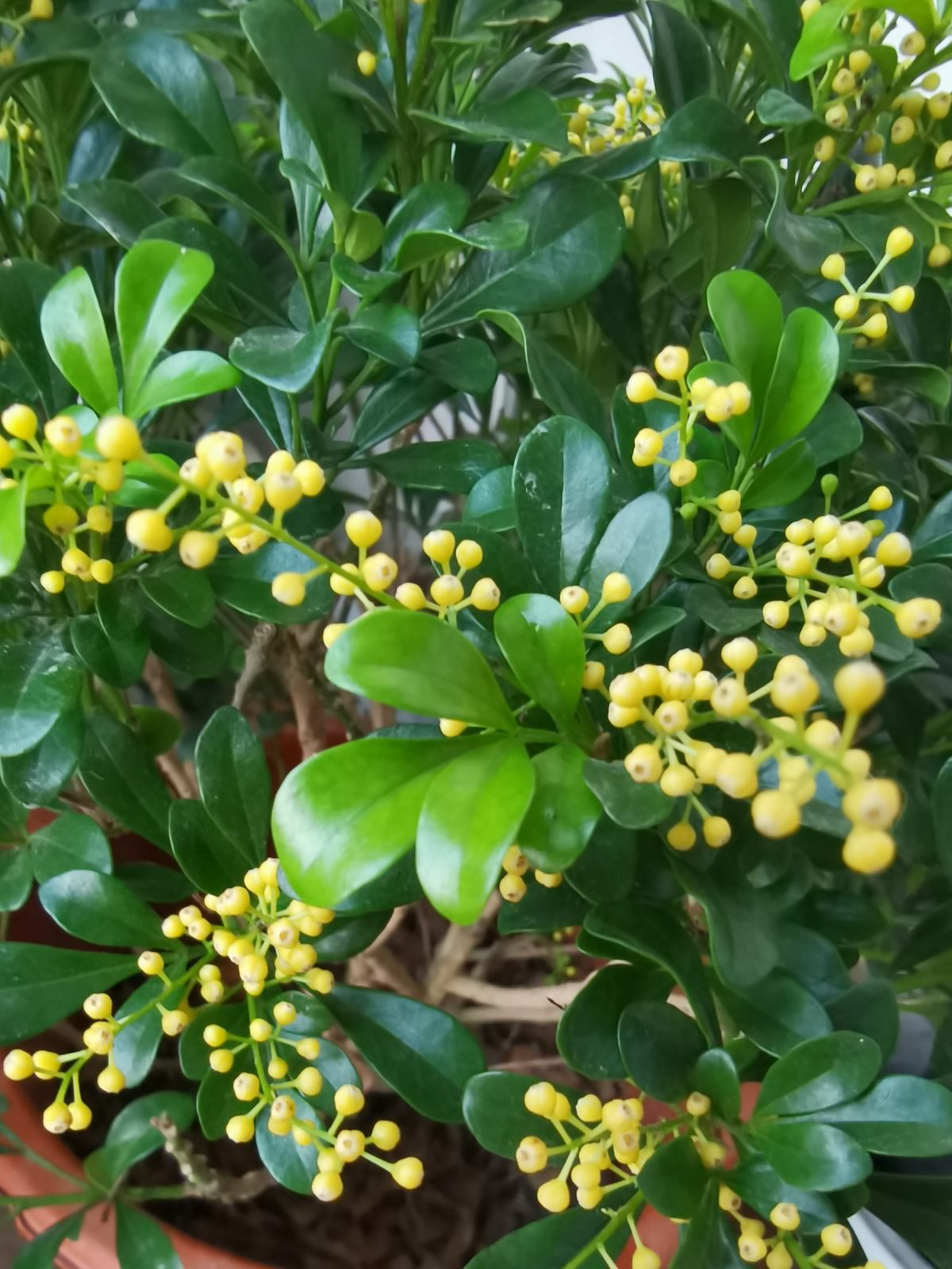 春天有哪些花开（盘点那些春天开花的花朵）