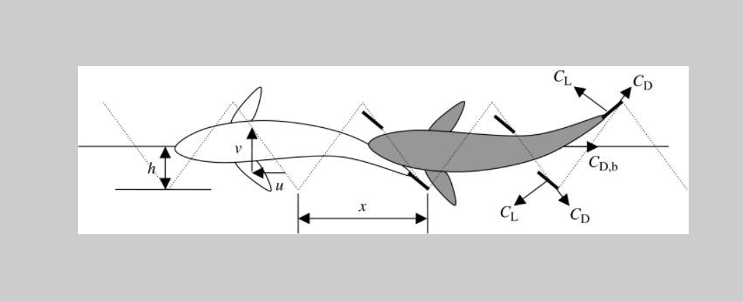金枪鱼为速度而生，不游则亡，是被物理现象限制的海洋游泳王者