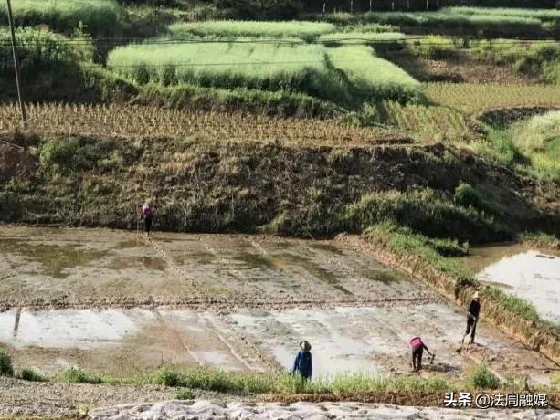 澧县王家厂镇：抢抓农时 促早稻生产保粮食增收