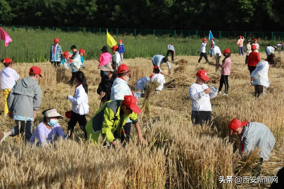 宝鸡市陈仓区西堡小学“收麦”实践活动令(图3)