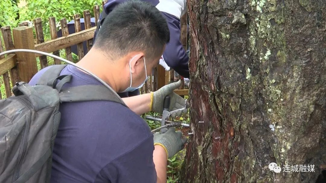 「全面推進鄉村振興」連城莒溪：為馬尾松“樹王”打針 預防病害增活力