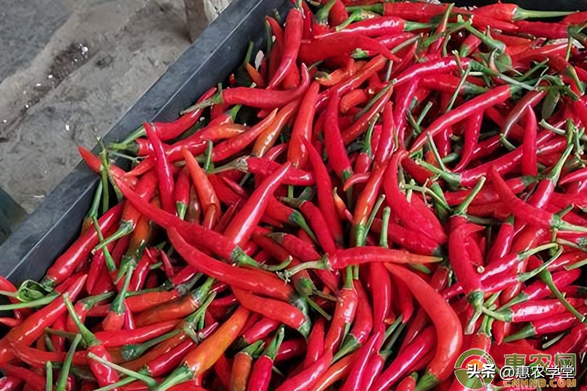 今日辣椒价格多少钱一斤？同品种辣椒怎么分辨辣度？