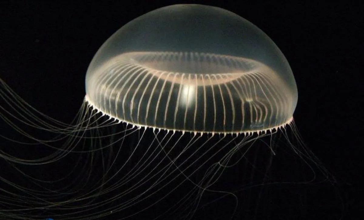 灯塔水母 - 武陵观察网