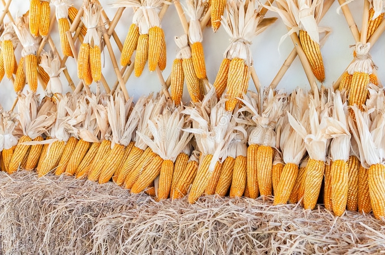 4月13日国内各地玉米价格发布