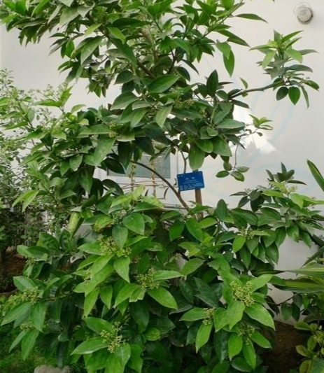 天竺桂和八月桂区别(肉桂是什么树的树皮，它是一种什么样的植物？)