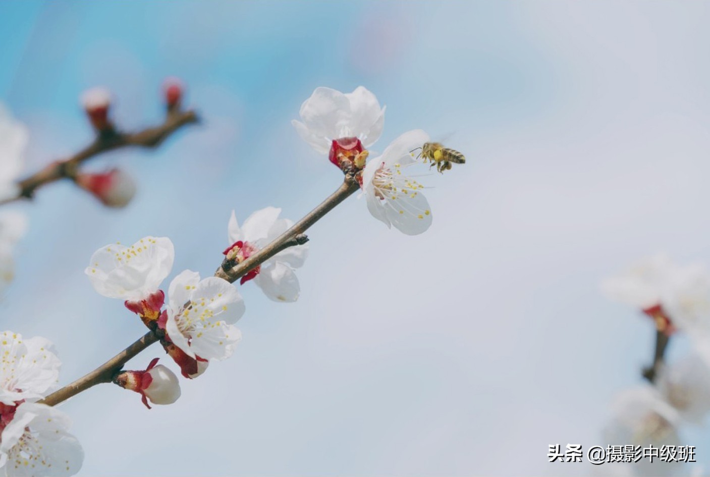 拍花的忌讳：3张照片犯了5个低级错误，摄影新手要避免