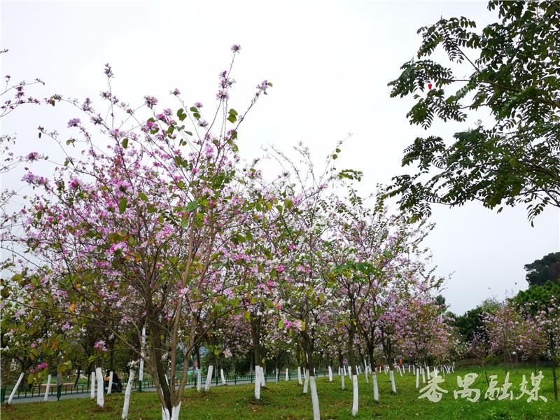 ��خ����ˮ���̵������Ͼ���������