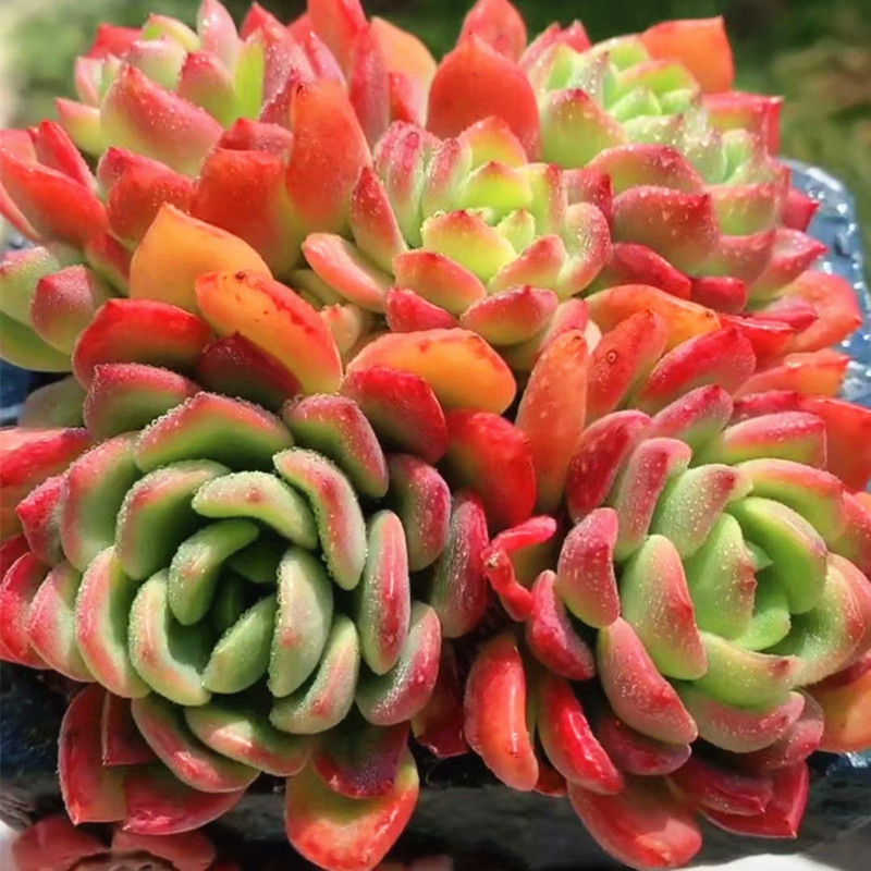 多肉的花语(多肉的花语和寓意送朋友)