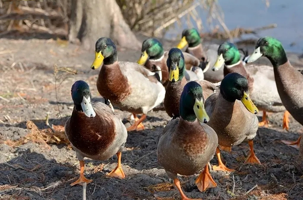 品种能够在投入更少的饲料的同时却能够收获到更多的肉量,速成鸭就是
