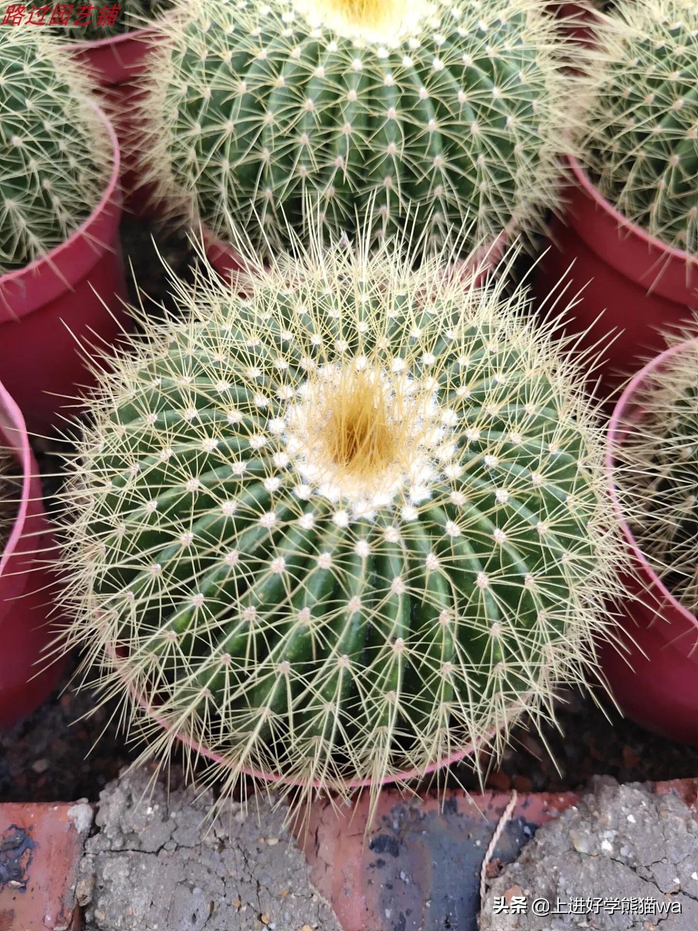 66种罕见仙人掌,花团锦簇,艳丽无比