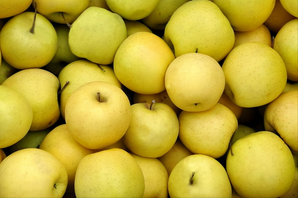 黄色苹果迎来黄金时刻,5个知名黄色苹果品种,你更看好哪一个?