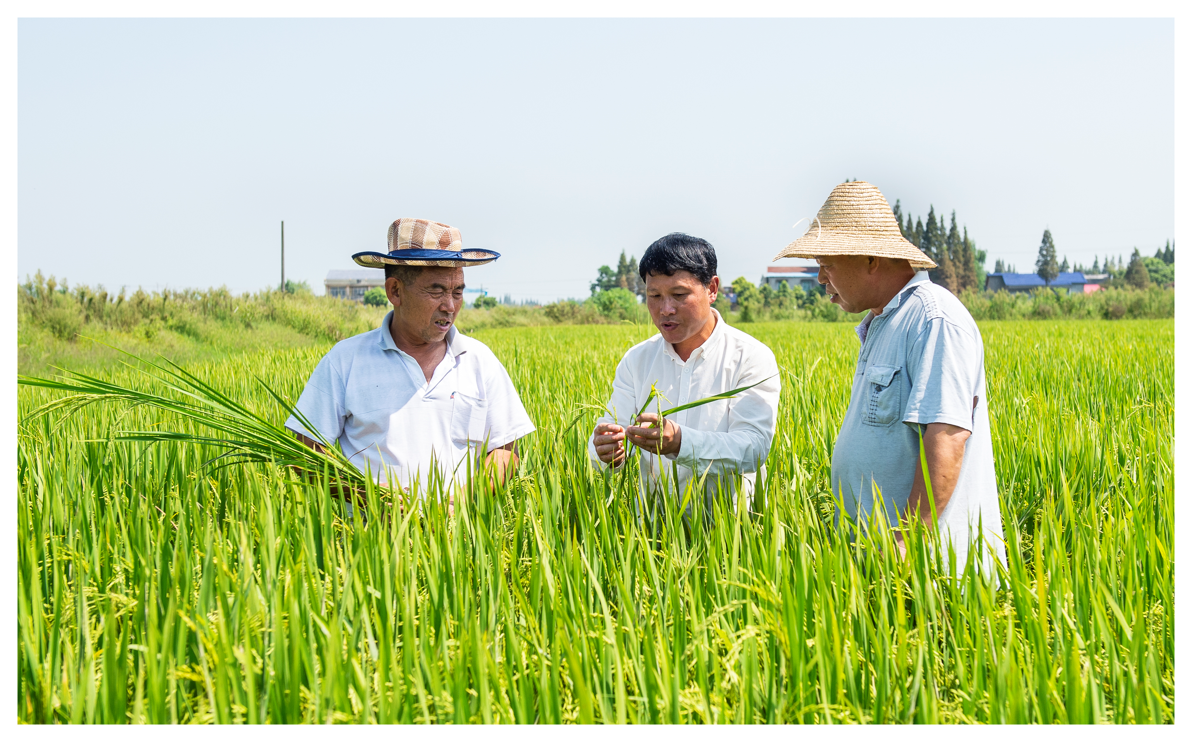 44家粮企联盟打造“岳阳大米”新名片