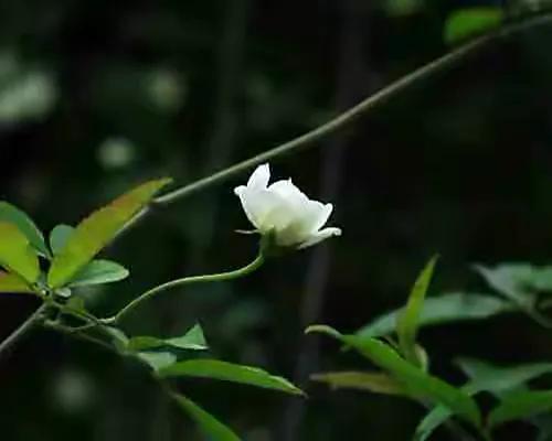 「散文」一枝荼蘼芳菲尽
