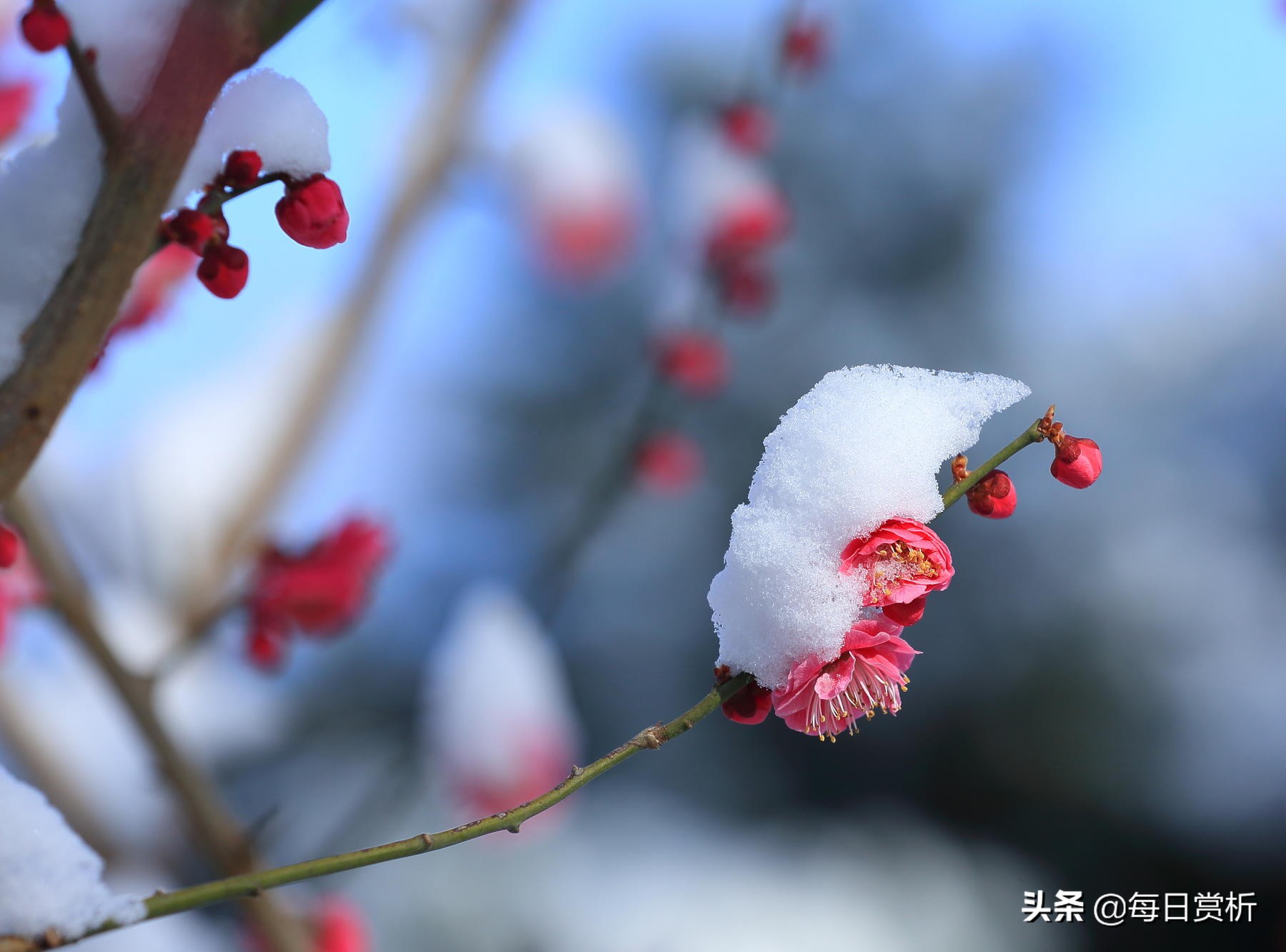 阳春三月雪，雪落枝头，佳片佳句