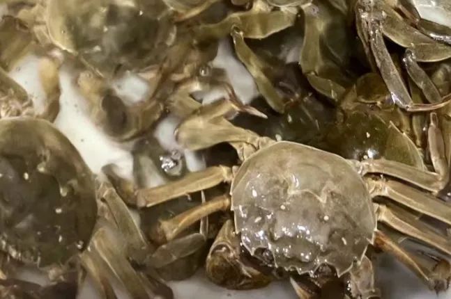 节前螃蟹供货告急！今年中秋，咱泰州人还能吃上吗？