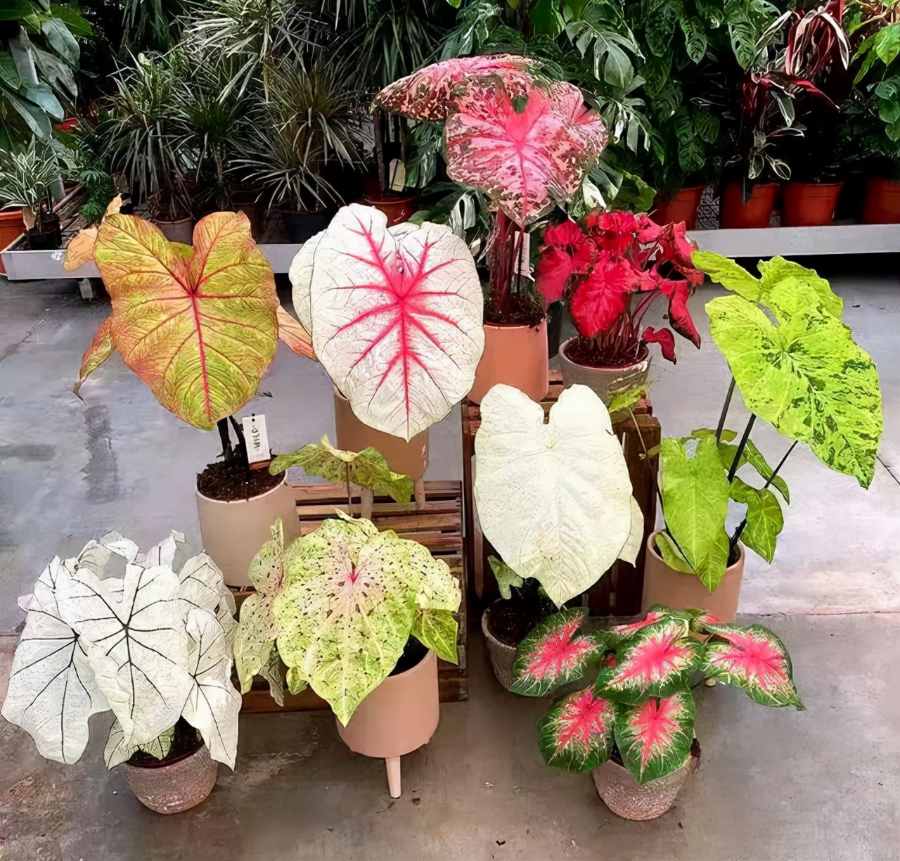 家里光照不足，建议养这10种“耐阴花”，有点散光就能长得很美