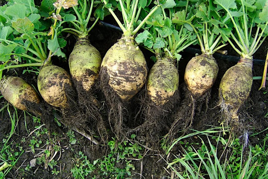 牛蒡根的功效与作用 牛蒡长什么样子图片-佳迪双