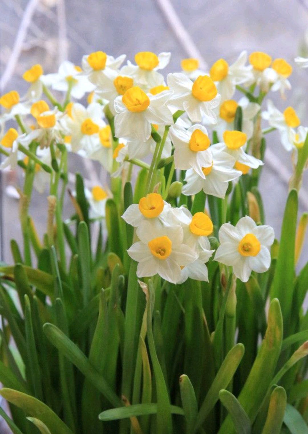 水仙花有毒吗「兰花图片大全大图」_友友