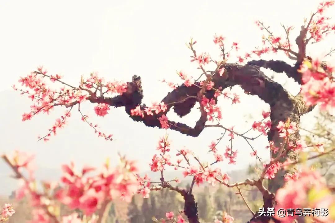 三月桃花笑春风，感恩美好的遇见