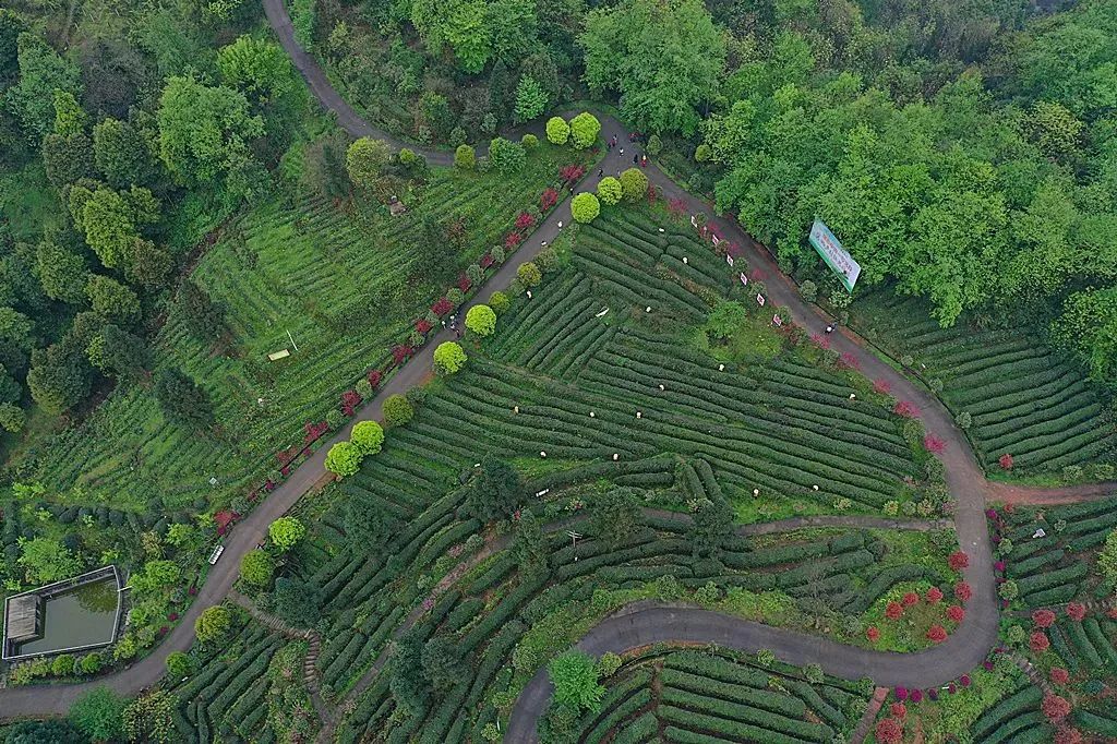 只此青绿，在此山中，去茶园里遍寻春意