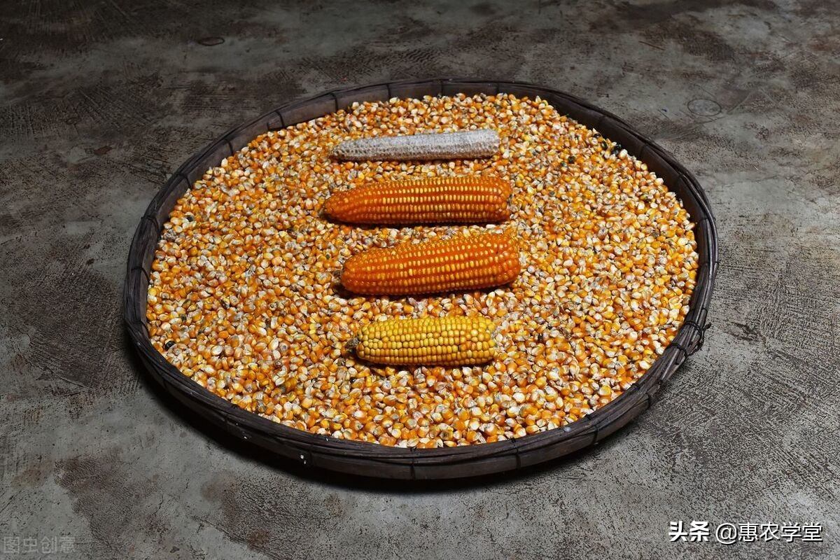 林口县今日玉米价格「今日山西玉米价一斤多少钱」