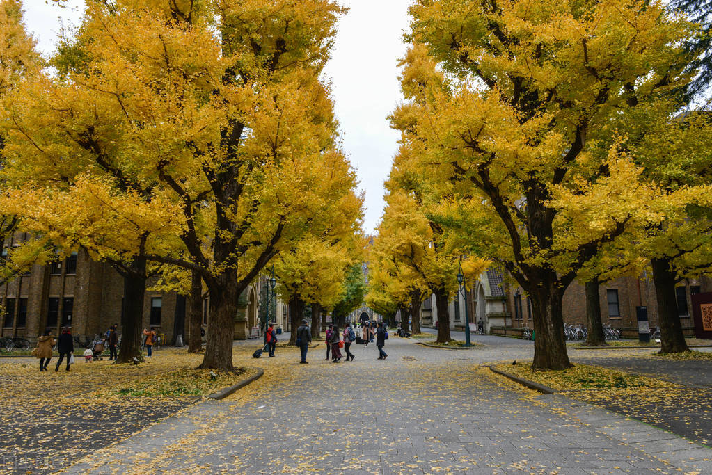 北京工业大学耿丹学院怎么样_北京工业大学耿丹学院副院长_北京工业大学耿丹学院党委书记