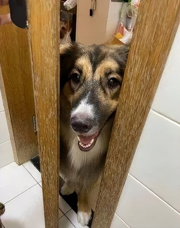 狗狗“掏心掏肺爱你”的7大表现，说明没白养它