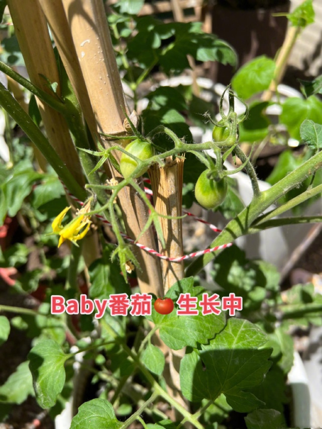 章子怡晒儿女种菜，醒醒晒黑弟弟长高，汪峰视角下子怡素颜罕曝光