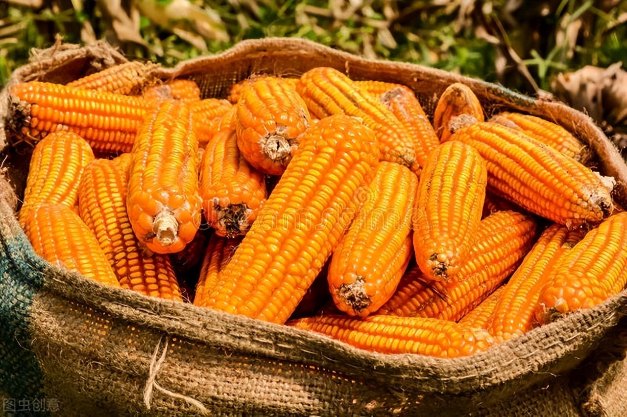 5月4日国内各地玉米价格发布