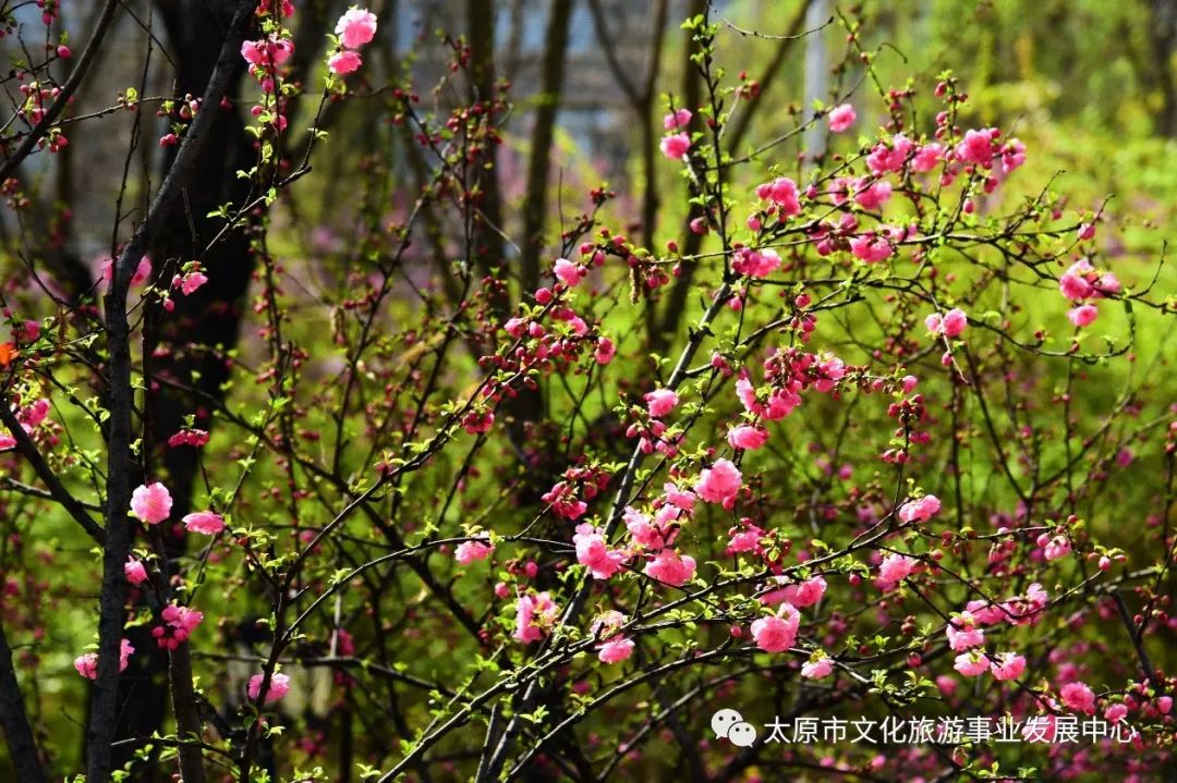 线上展览|“山河春意 锦绣太原——花的世界”主题摄影线上图片展（二十一）