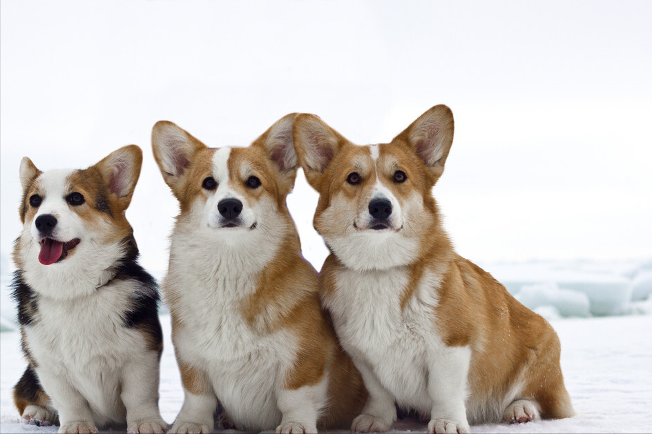 柯基犬智商在犬类中排名第11位，属于高智商工作犬