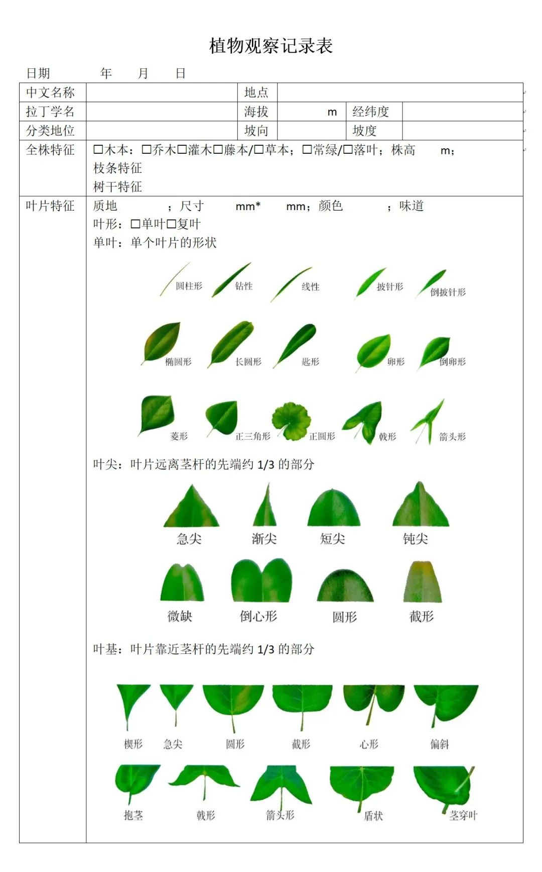 WPS表格制作茎叶图图片