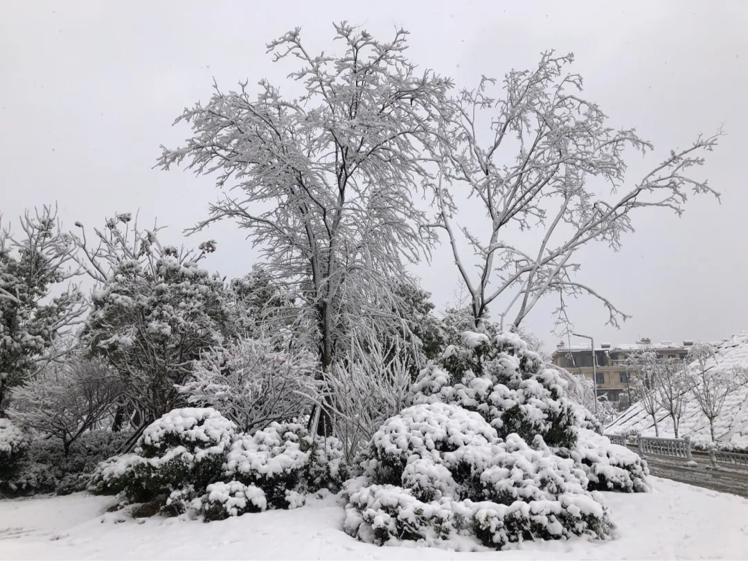 一场大雪一场欢，打雪仗、堆雪人，像小孩子一样激动兴奋