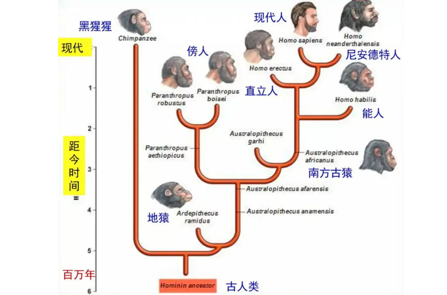 中国有多少白种人后裔(人类没有生殖隔离吗？为何黄种人、黑种人和白种人，能自由交配？)