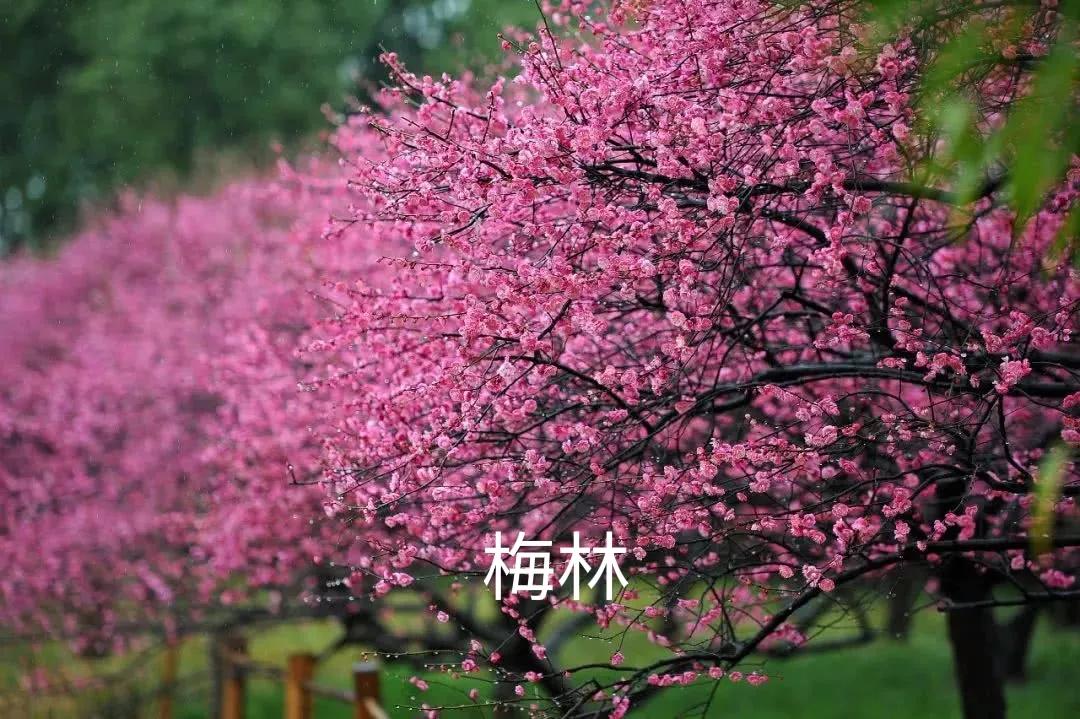 云南的春节作文500字（2022年昆明的春节）