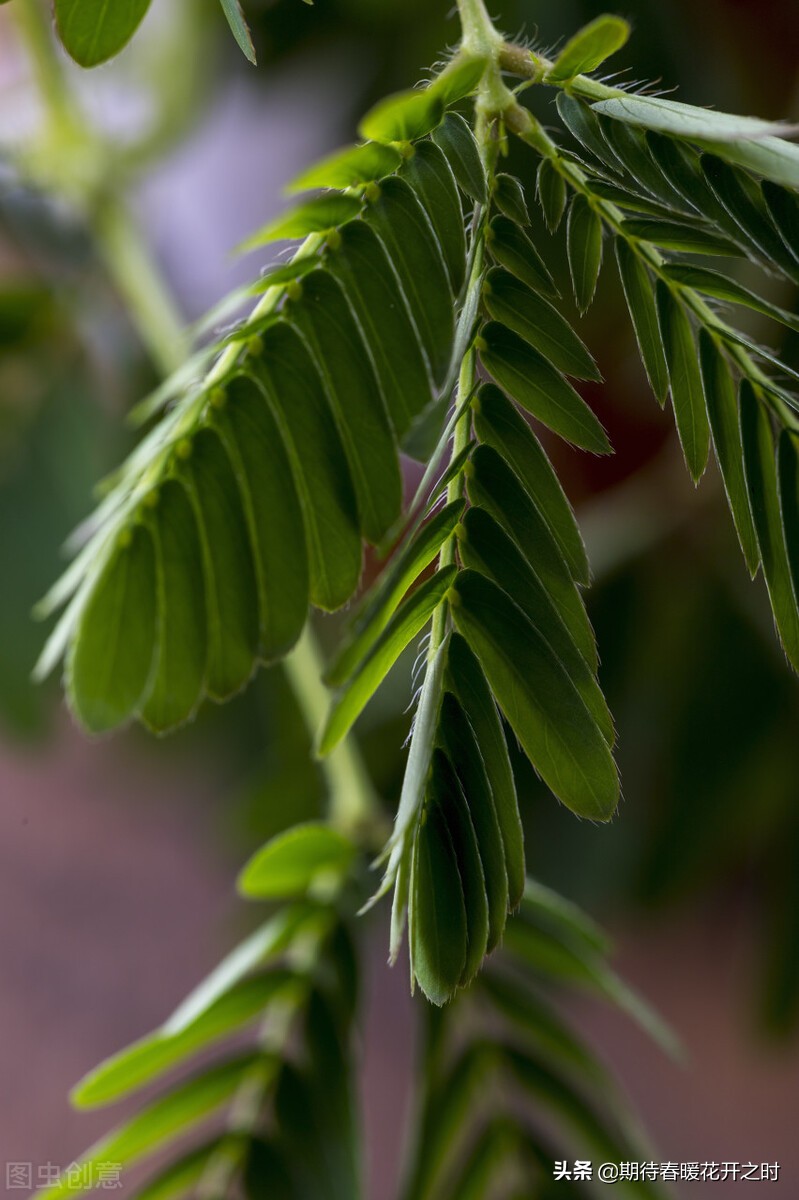 含羞草的特点 -星星快文