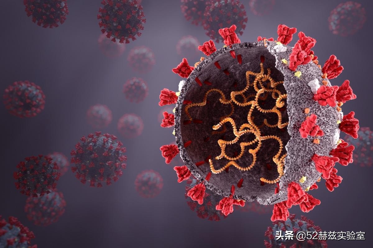 同为冠状病毒，为什么此次新冠比当年的非典更厉害？
