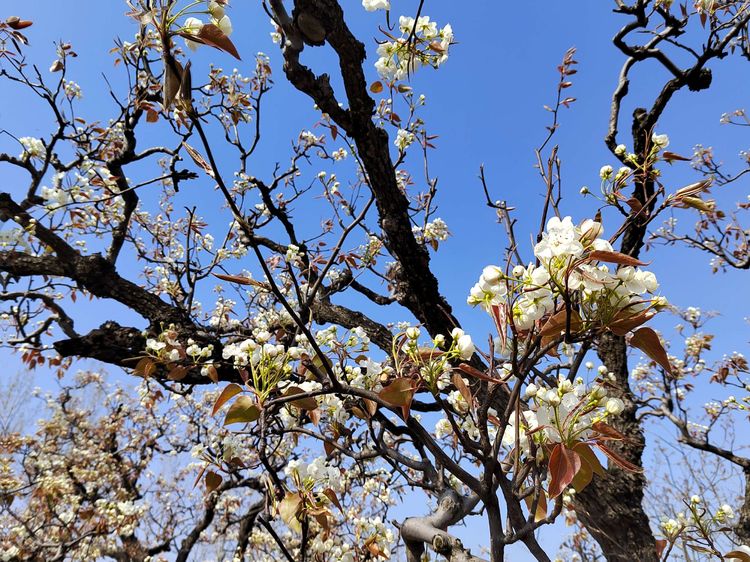 春风吹得梨花开—钢城颜庄埠东村百年梨园梨花盛开