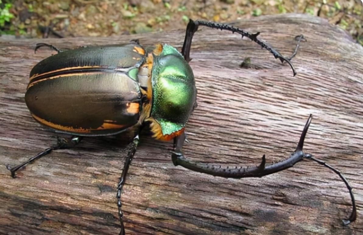 的甲虫标本,被拍出了20万的天价,而这种甲虫的名字就是:阳彩臂金龟
