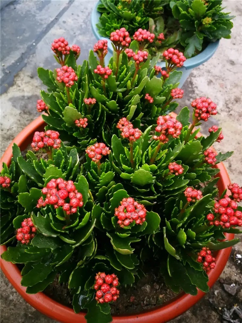 长寿花的扦插方法 长寿花二十年老桩图片-思宇生活